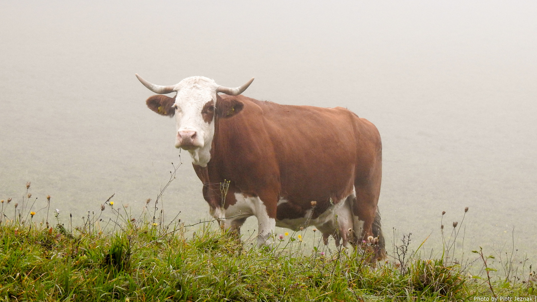 Simmental（A mammal of the family Bovidae, genus Bos.）_Baiduwiki