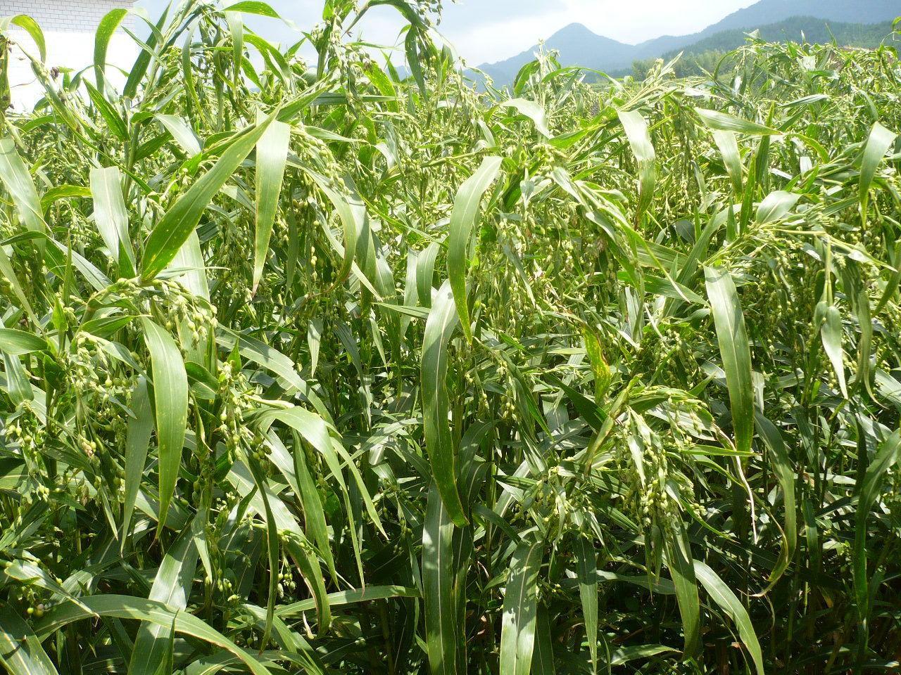 ハトムギ（ハトムギの乾燥させた成熟した種子の仁）_百度百科