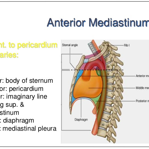 Mediastinum_Baiduwiki