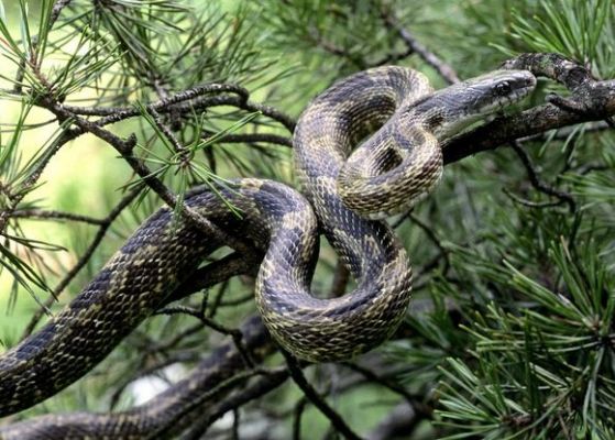 Víbora（Animal de la clase Reptilia, del orden Squamata y de la familia ...