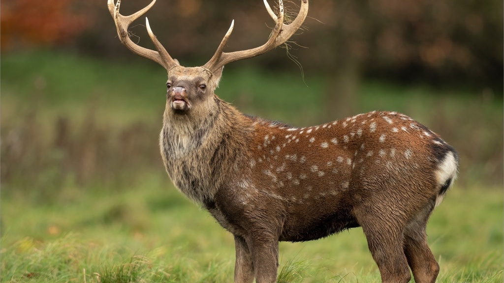Sika Deer（シカ科シカ属の動物）_百度百科