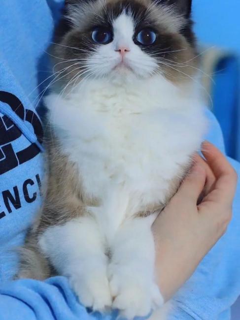 Ragdoll（A pet breed within the genus Felis of the family Felidae ...