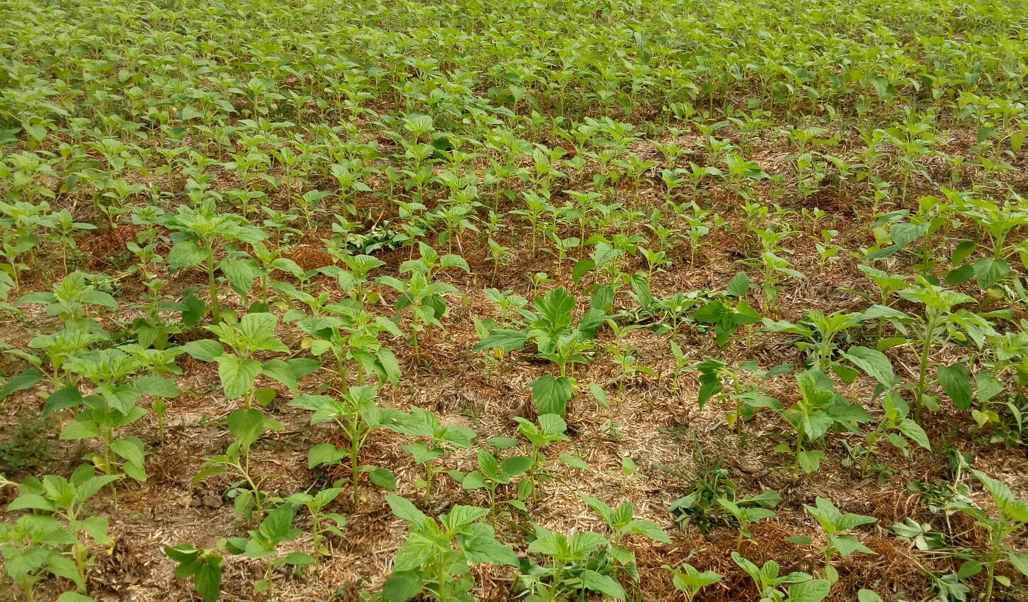 Sesame（A plant of the genus Sesamum in the family Pedaliaceae.）_Baiduwiki