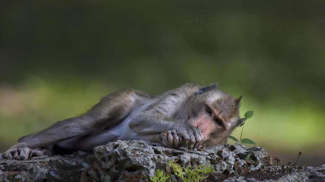 Macaco Rhesus_Baidu Enciclopedia