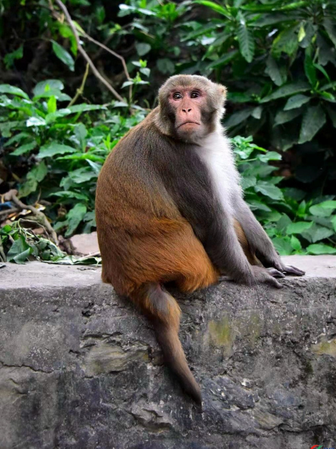 Macaco Rhesus_Baidu Enciclopedia