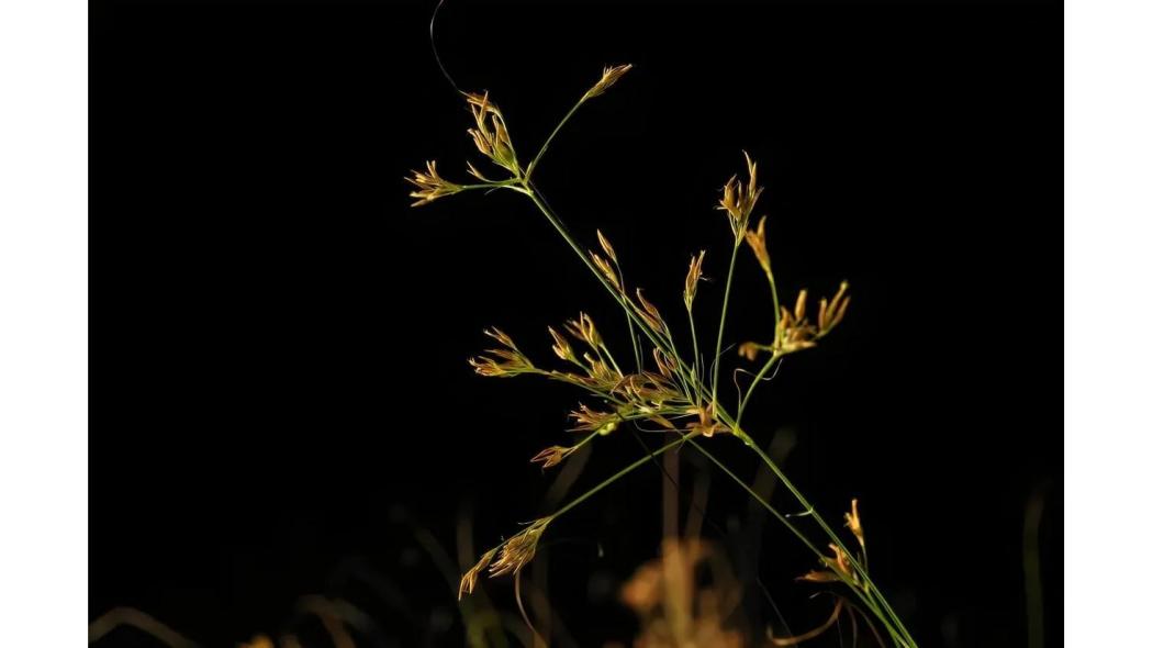 Rhynchospora tenuis（a plant from Brazil）_Baiduwiki