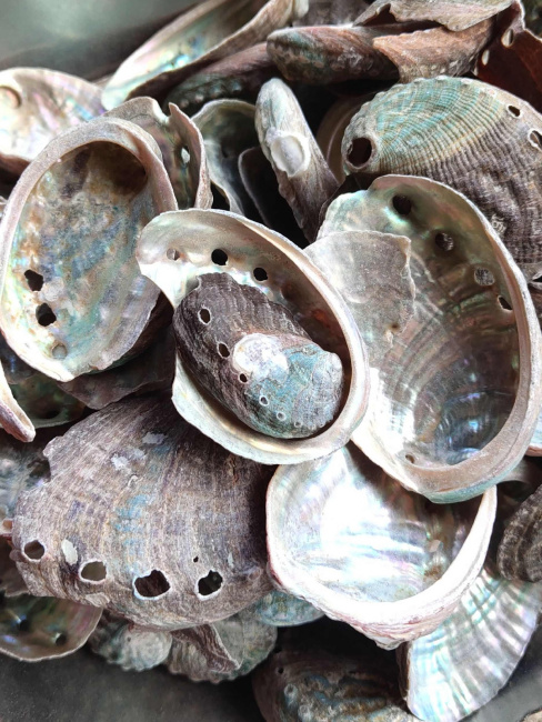 Abalone Shell_Baiduwiki