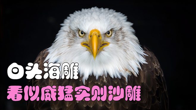 ハクトウワシ_百度百科
