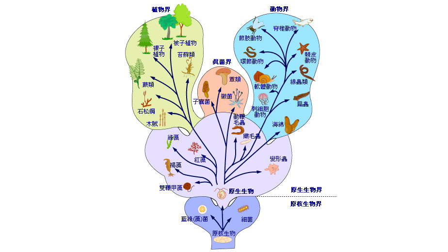 界・門・綱・目・科・属・種_百度百科