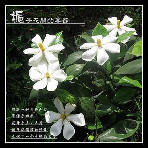 クチナシ（クチナシの花の別名）_百度百科