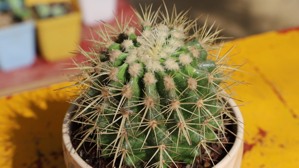 サボテン（サボテン科エキノプシス属植物）_百度百科