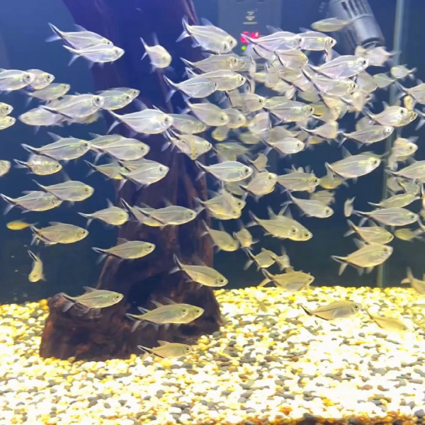 LambariA small ornamental fish of the family Characidae._Baiduwiki