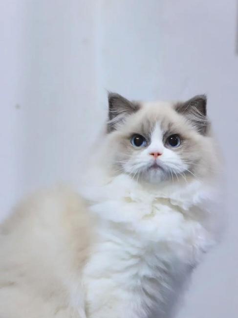 Ragdoll（A pet breed within the genus Felis of the family Felidae ...