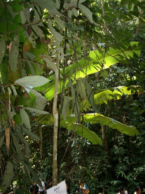 Upas tree_Baiduwiki
