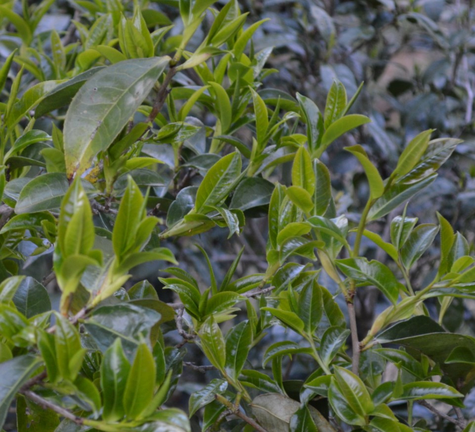 Ancient Tree Black Tea_Baiduwiki