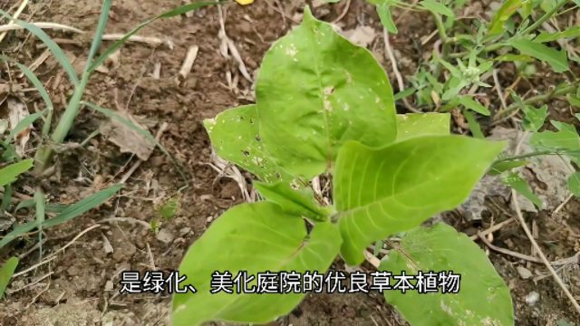 オオケタデ_百度百科
