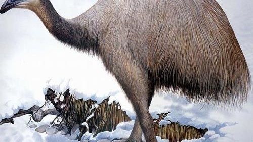 モア（モア科の絶滅動物）_百度百科