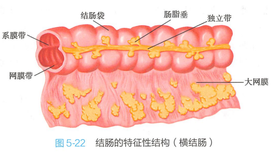 Colon（Una porción del intestino grueso que se encuentra entre el ciego ...