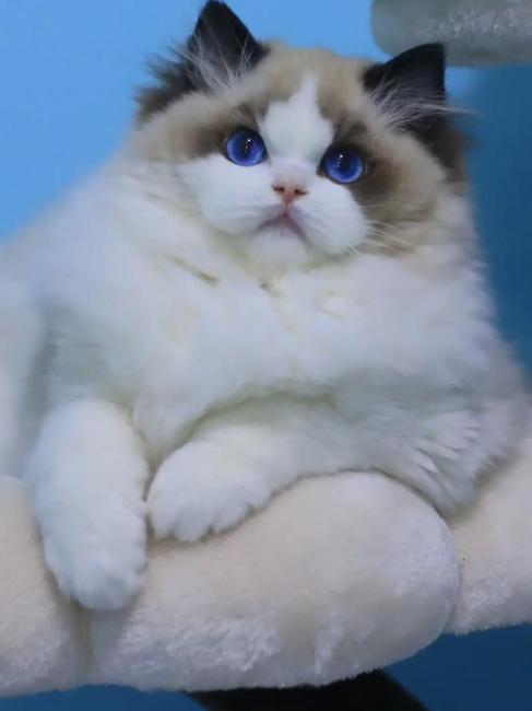 Ragdoll（A pet breed within the genus Felis of the family Felidae ...