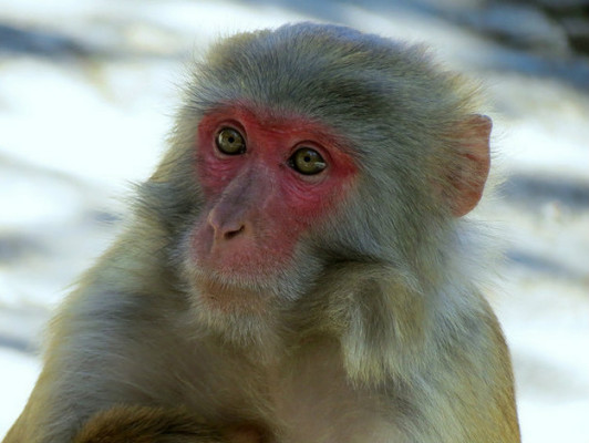 Rhesus macaque（Mammal）_Baiduwiki
