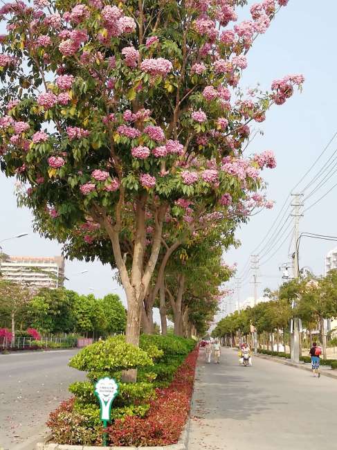 Pink Trumpet Tree_Baiduwiki