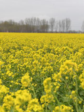 Rapeseed（A plant in the genus Brassica of the family Brassicaceae ...