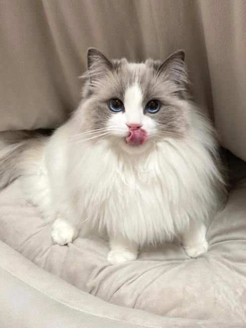 Ragdoll（A pet breed within the genus Felis of the family Felidae ...