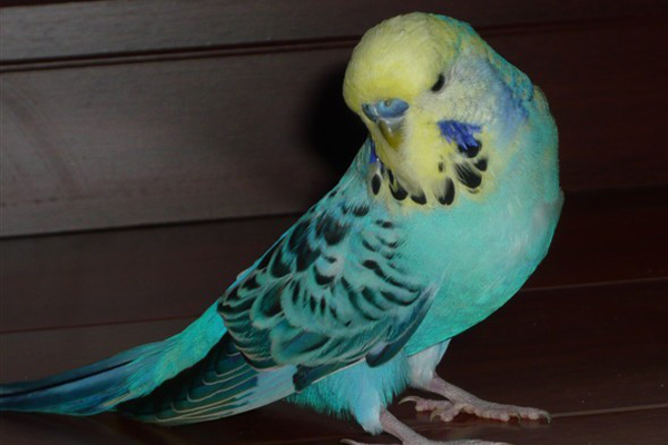 セキセイインコ_百度百科