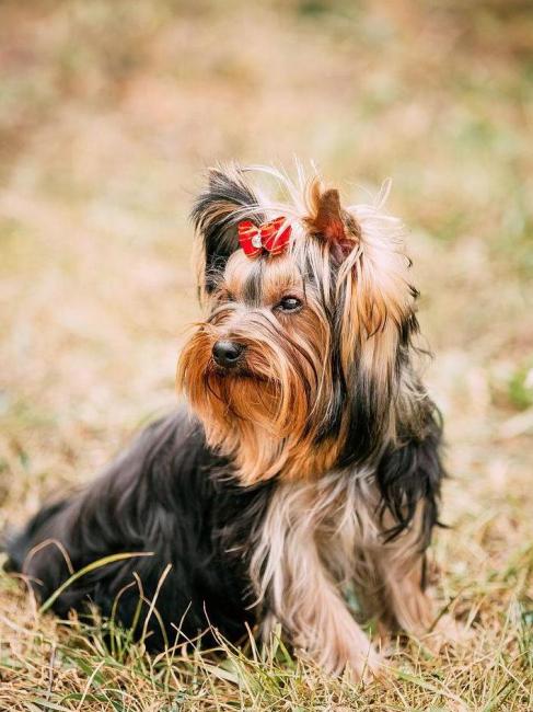 Yorkshire Terrier（A British small dog known for its silky hair and ...