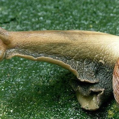 アフリカマイマイ（腹足綱アフリカマイマイ科の動物）_百度百科