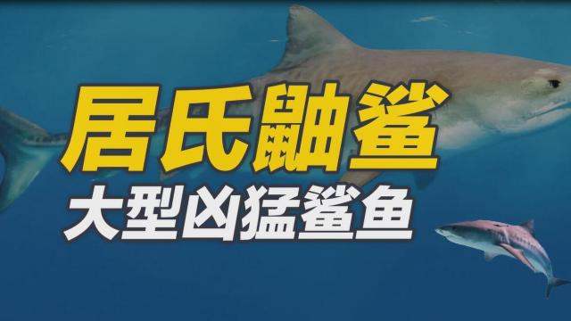 イタチザメ_百度百科
