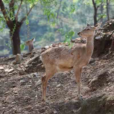 Sika Deer（シカ科シカ属の動物）_百度百科