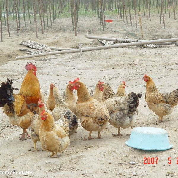 Gallus gallus domesticus_Baidu Enciclopedia