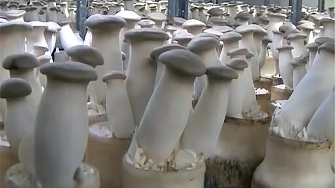 エリンギ_百度百科
