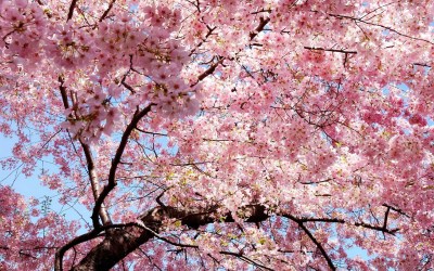 桜（バラ科サクラ亜属の植物）_百度百科