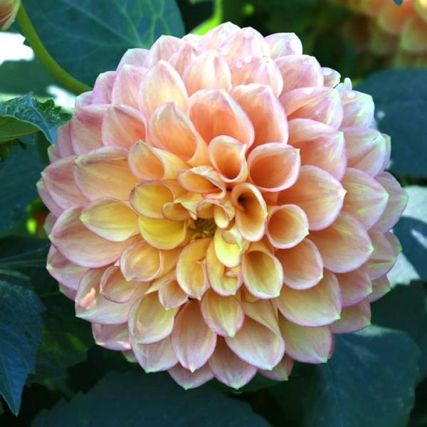 ダリア（キク科ダリア属の植物）_百度百科
