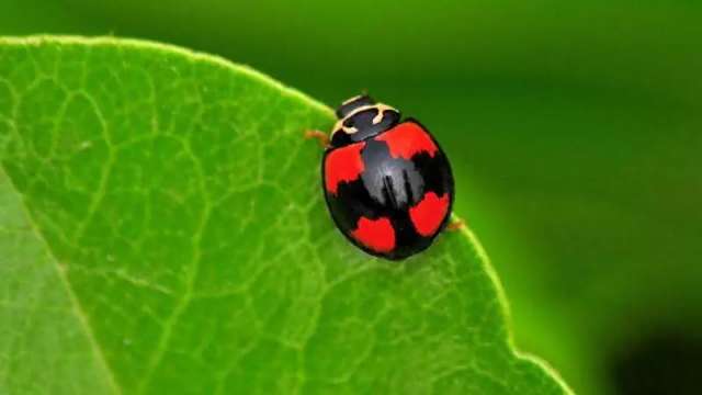ナナホシテントウ_百度百科