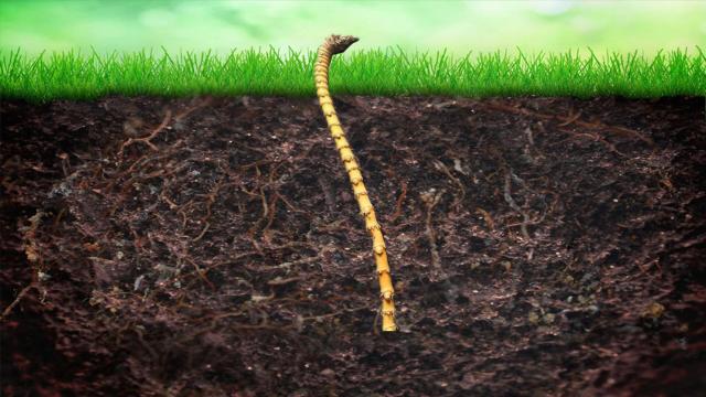 竹の地下茎_百度百科