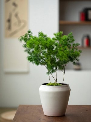 Asparagus retrofractus（A plant species in the genus Asparagus, family ...