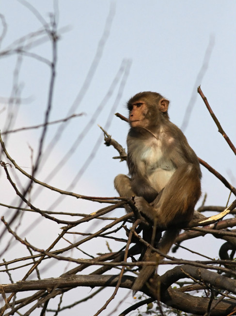 Rhesus macaque（Mammal）_Baiduwiki