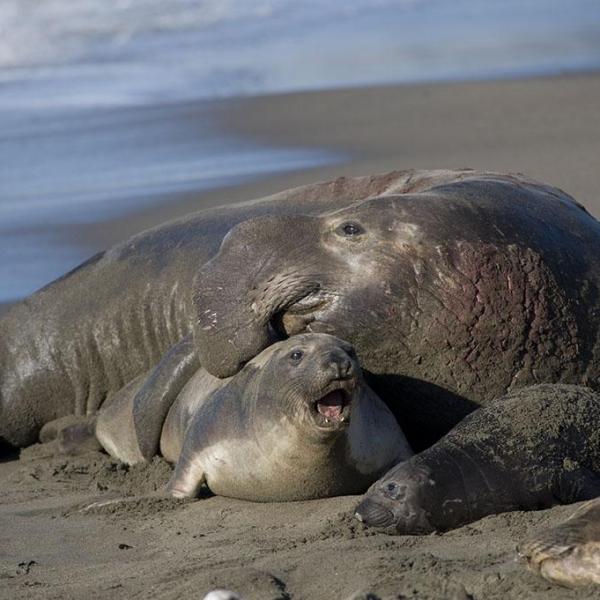 Southern elephant-seal（食肉目アザラシ科ゾウアザラシ属の動物）_