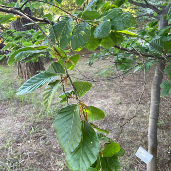 was kosten kirschlorbeer pflanzen Portugiesischer Kirschlorbeer Prunus lusitanica Angustifolia Topf 2L 5   Baumschule Bultjer