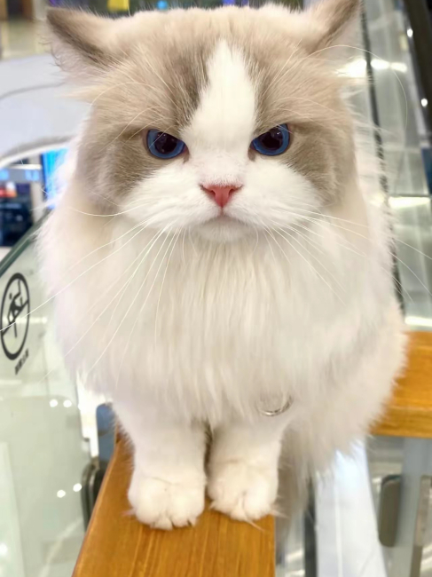 Ragdoll（A pet breed within the genus Felis of the family Felidae ...