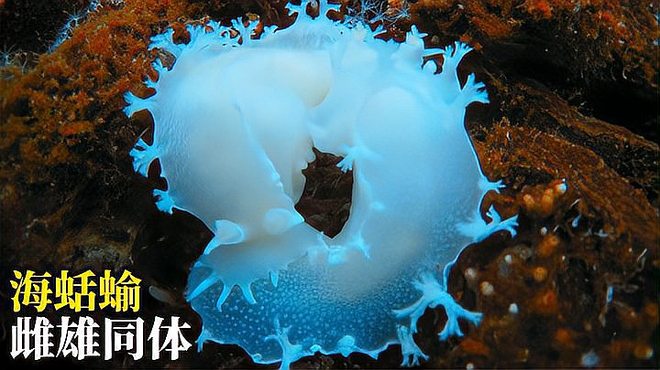HermaphroditismA biological term_Baiduwiki