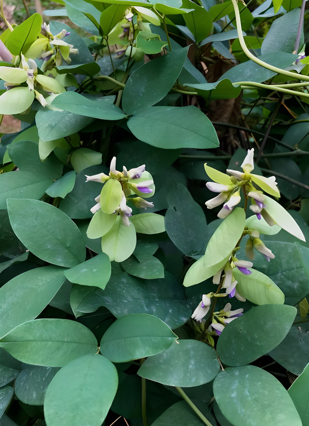 Fabaceae（A family within the order Fabales.）_Baiduwiki