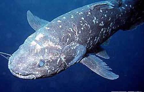 Coelacanth（A collective term for lobe-finned fish, and a dinosaur-era ...