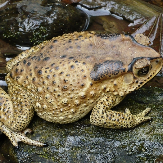 ヒキガエル（カエルとヒキガエルの総称）_百度百科