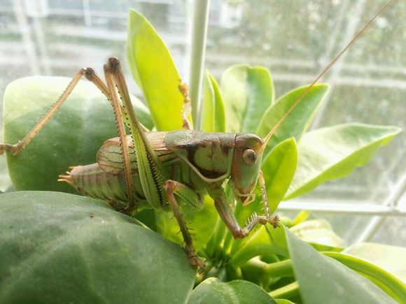 クツワムシ（キリギリス科に属する大型の鳴く昆虫の通称。）_百度百科