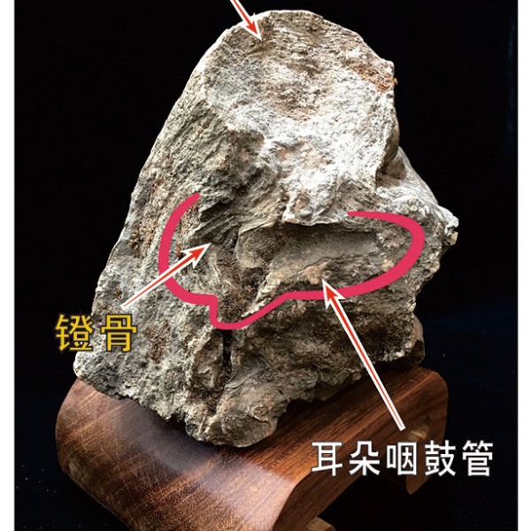 珍しい石_百度百科