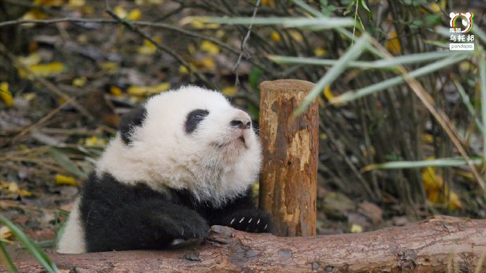 He Hua（A female giant panda born in July 2020 at the Chengdu Research ...